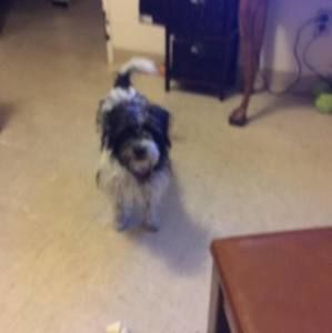 Meet your Posher, Orlie